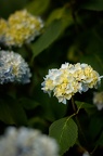 Flore